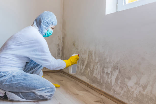 Licensed Mold Remediation service in Rockford, IL - WQB Mold Removal